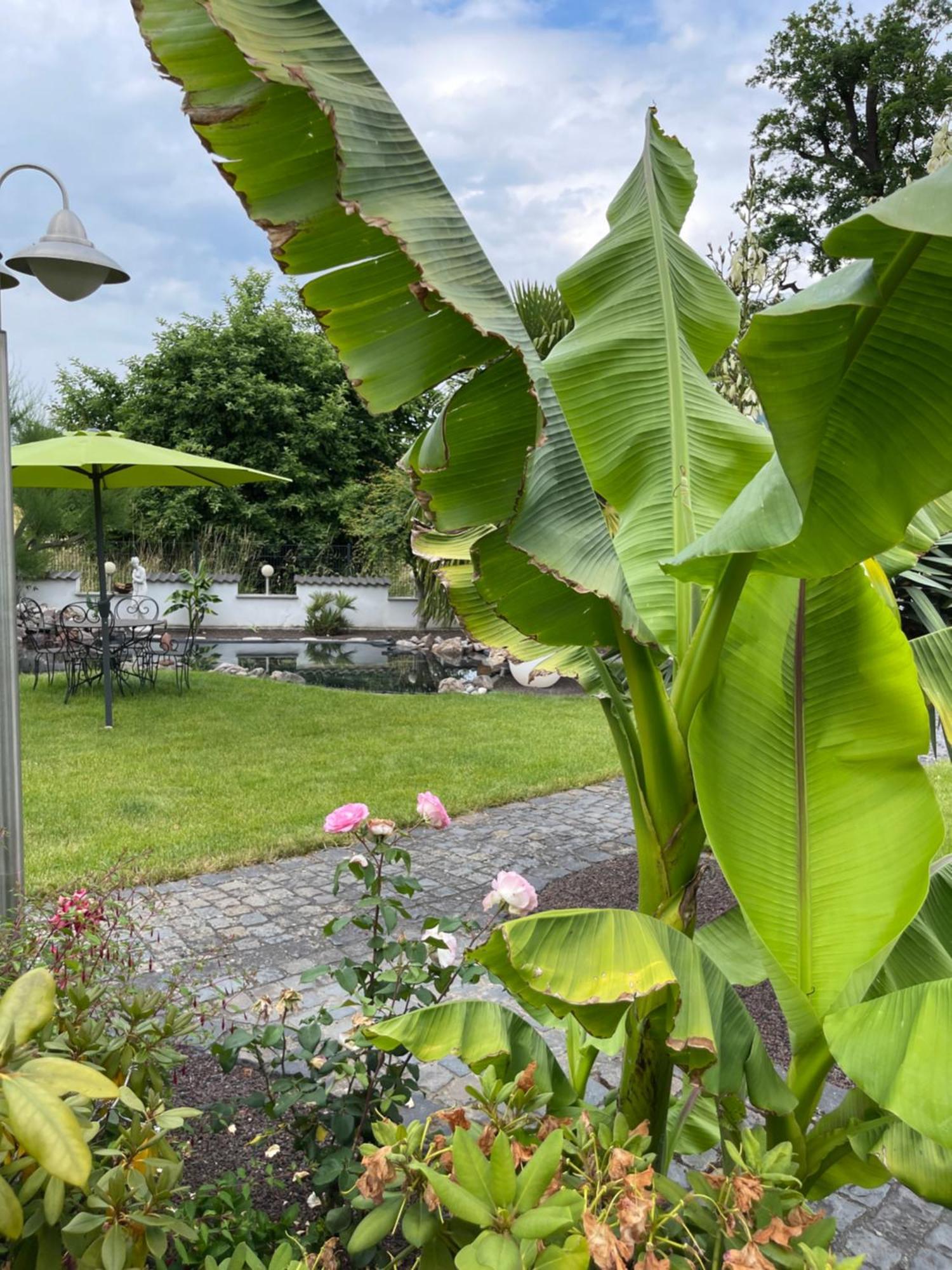 Ferienwohnung Am Pferdemarkt Konz Buitenkant foto